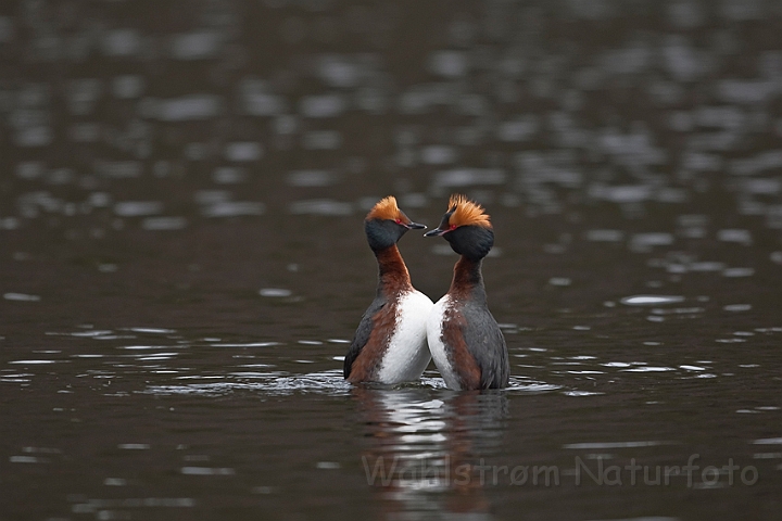 WAH022872.jpg - Nordiske lappedykkere (Slavonian Grebes)