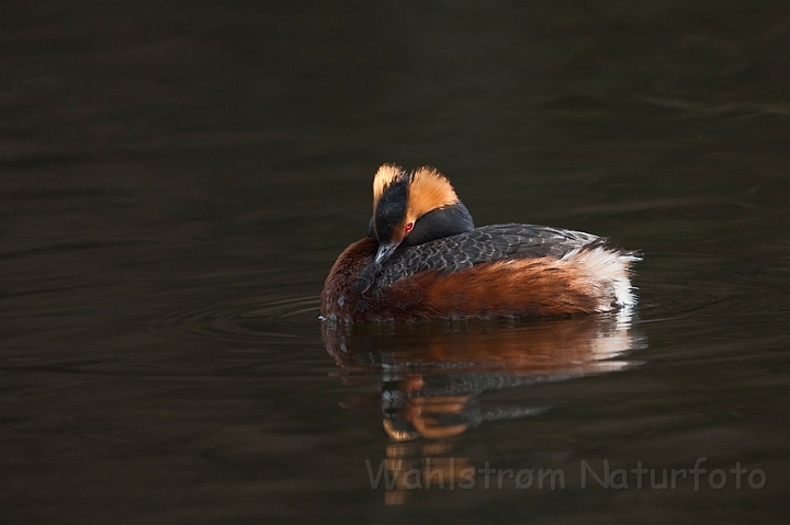 WAH022880.jpg - Nordisk lappedykker (Slavonian Grebe)