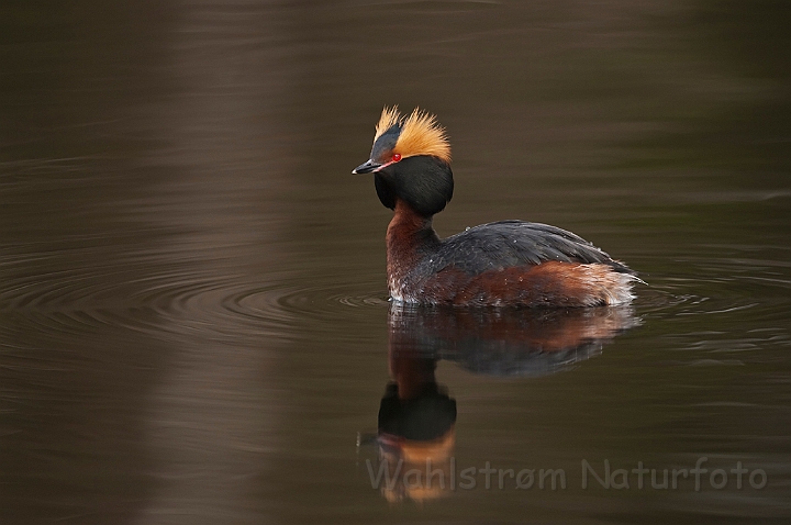 WAH022957.jpg - Nordisk lappedykker (Slavonian Grebe)