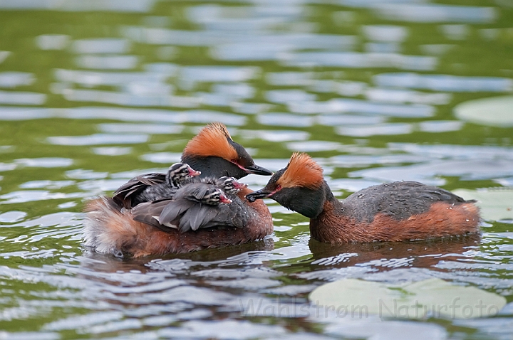 WAH023681.jpg - Nordisk lappedykker (Slavonian Grebe)