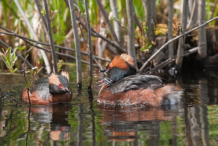 WAH023704.jpg - Nordisk lappedykker (Slavonian Grebe)