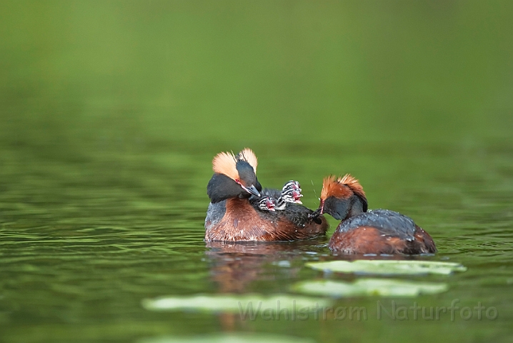 WAH023804.jpg - Nordisk lappedykker (Slavonian Grebe)