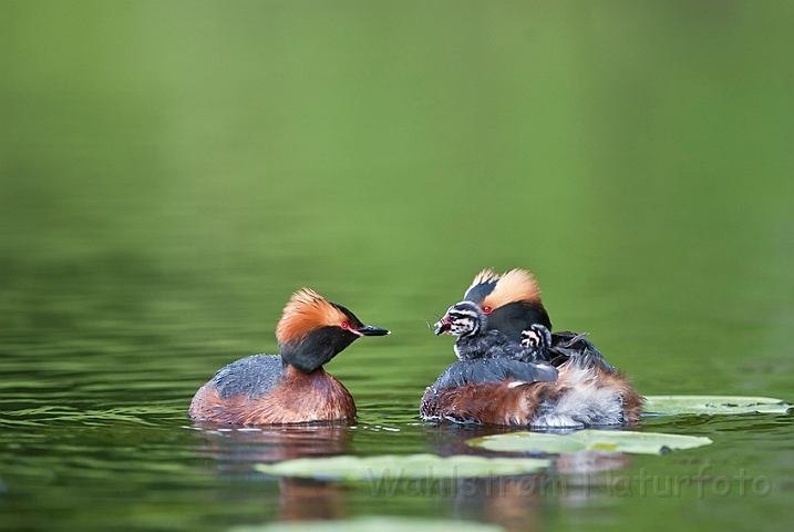 WAH023806.jpg - Nordisk lappedykker (Slavonian Grebe)