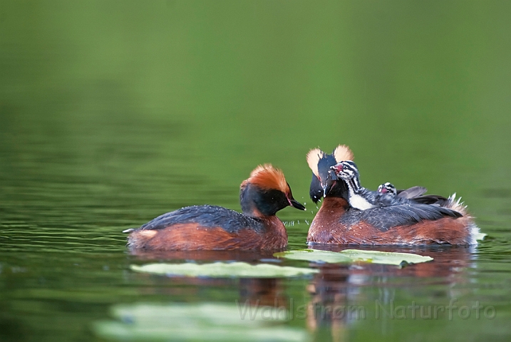 WAH023810.jpg - Nordisk lappedykker (Slavonian Grebe)