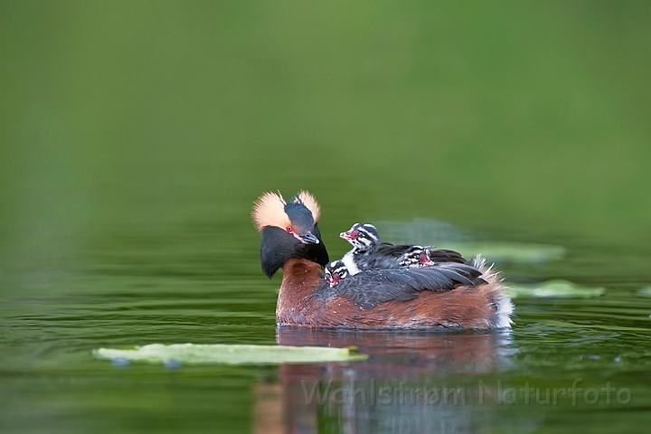 WAH023818.jpg - Nordisk lappedykker (Slavonian Grebe)