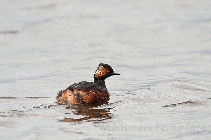 WAH023909.jpg - Sorthalset lappedykker (Black-necked Grebe)