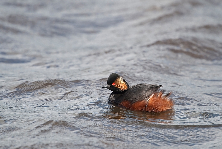 WAH023924.jpg - Sorthalset lappedykker (Black-necked Grebe)