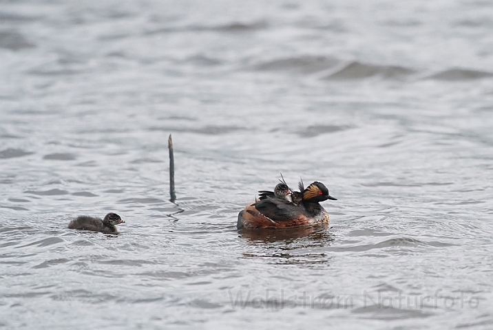 WAH023927.jpg - Sorthalset lappedykker (Black-necked Grebe)