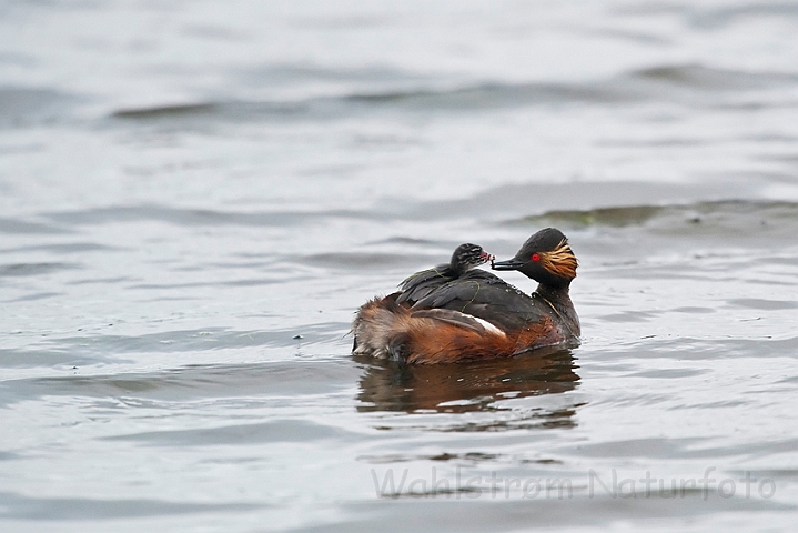 WAH023934.jpg - Sorthalset lappedykker (Black-necked Grebe)