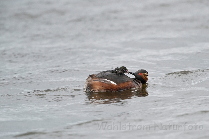 WAH023939.jpg - Sorthalset lappedykker (Black-necked Grebe)