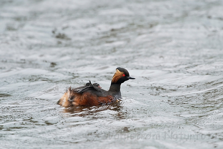 WAH023952.jpg - Sorthalset lappedykker (Black-necked Grebe)