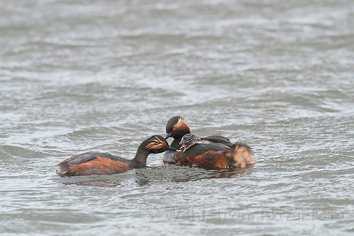 WAH023973.jpg - Sorthalset lappedykker (Black-necked Grebe)