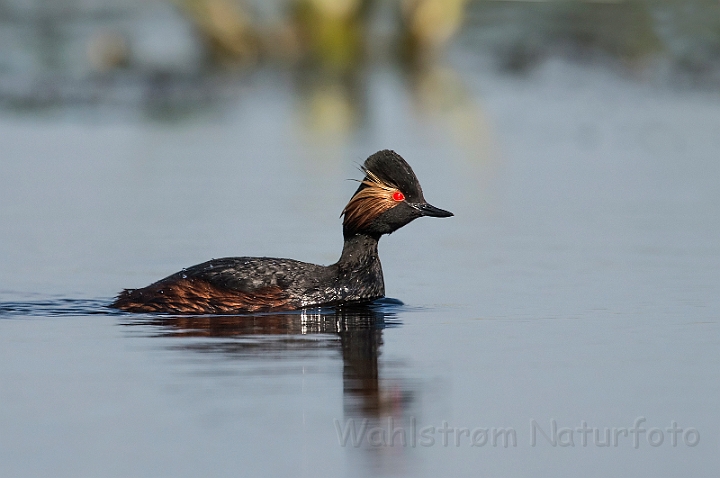 WAH030201a.jpg - Sorthalset lappedykker (Black-necked Grebe)