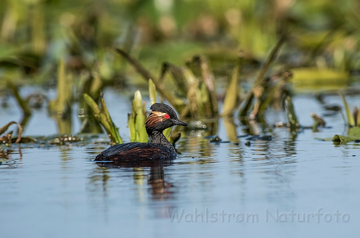 WAH030515.jpg - Sorthalset lappedykker (Black-necked Grebe)