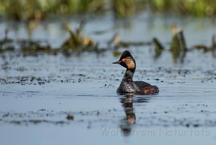 WAH030522.jpg - Sorthalset lappedykker (Black-necked Grebe)