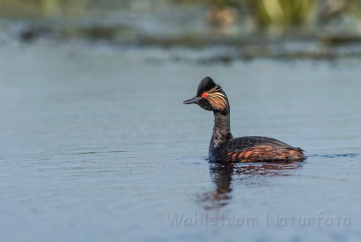 WAH030526.jpg - Sorthalset lappedykker (Black-necked Grebe)