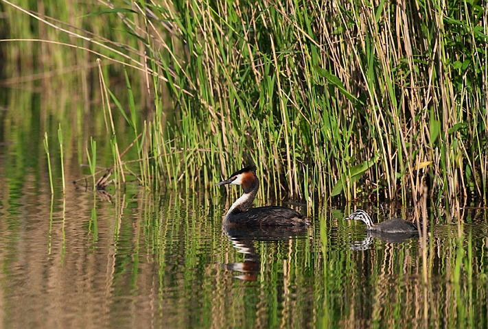 WAH010776.jpg - Toppet lappedykker (Great Crested Grebe)