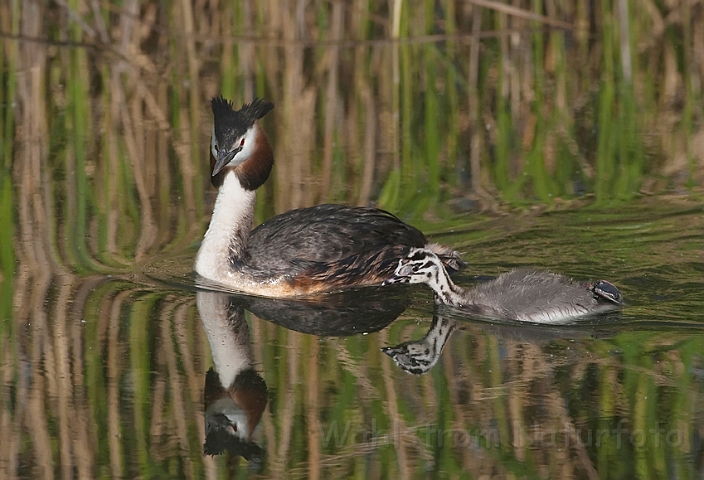 WAH010779.jpg - Toppet lappedykker (Great Crested Grebe)