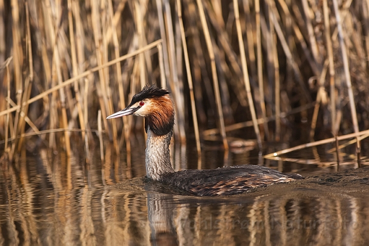 WAH012378.jpg - Toppet lappedykker (Great Crested Grebe)