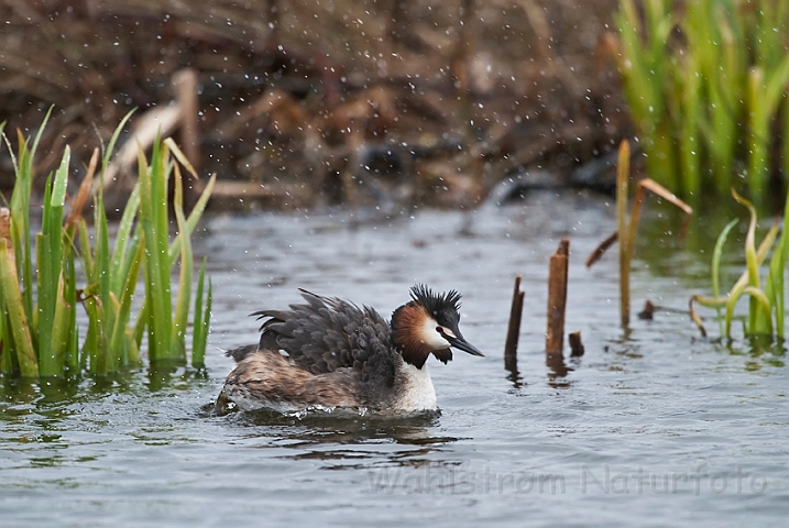 WAH022637.jpg - Toppet lappedykker (Great Crested Grebe)