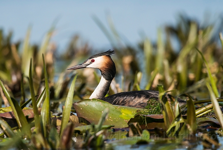 WAH030157.jpg - Toppet lappedykker (Great Crested Grebe)