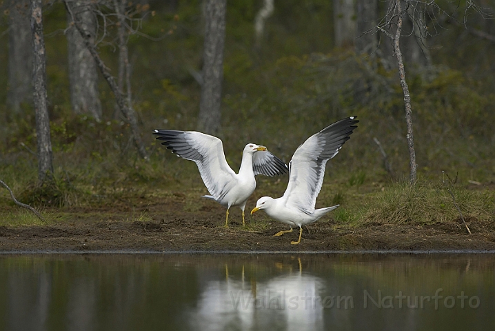 WAH005787P.jpg - Sildemåger (Lesser Black-backed Gulls)