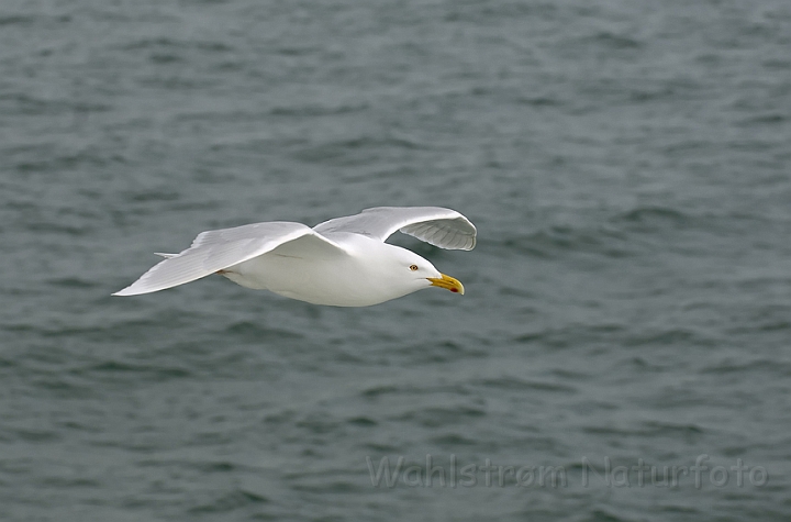 WAH006465.jpg -  Gråmåge (Glaucous Gull)