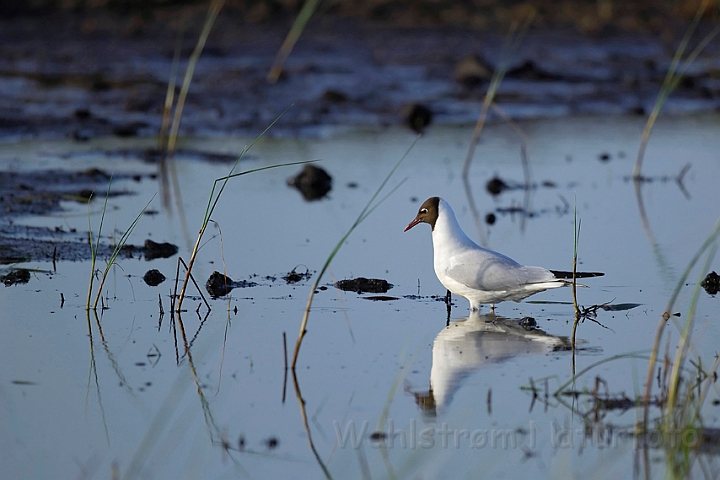 WAH007165.jpg - Hættemåge (Black-headed Gull)