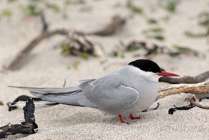 WAH007316.jpg - Havterne (Arctic Tern)