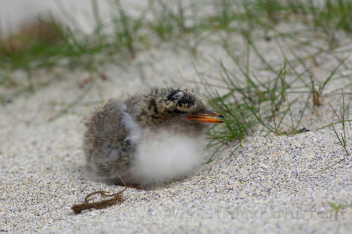 WAH007317.jpg - Unge af havterne (Arctic Tern)