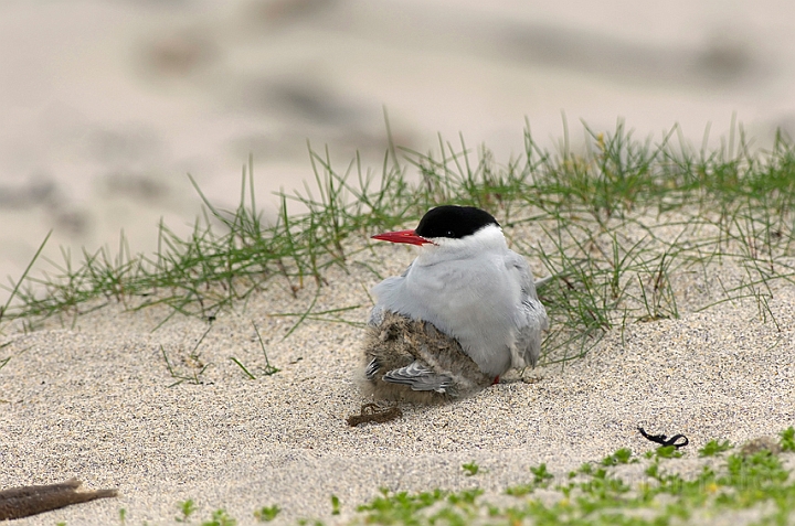 WAH007321.jpg - Havterne med unge (Arctic Tern)