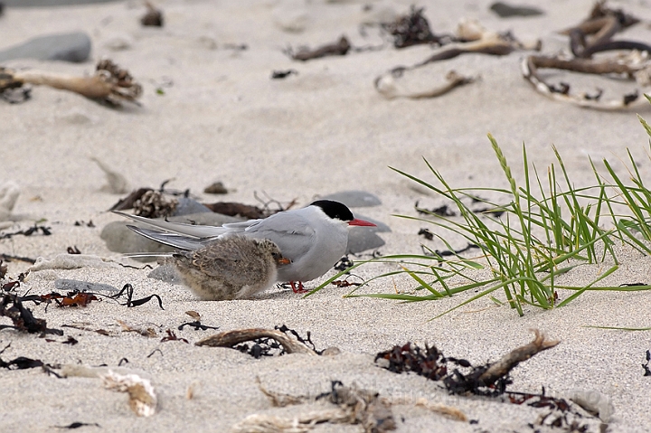 WAH007331.jpg - Havterne med unge (Arctic Tern)