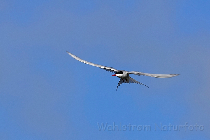 WAH007441.jpg - Havterne (Arctic Tern)