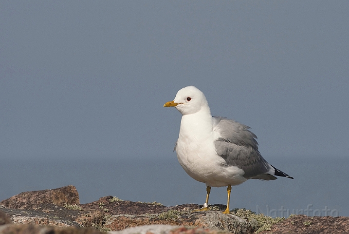 WAH009780.jpg - Stormmåge (Common Gull)