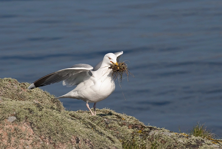 WAH009781.jpg - Sølvmåge (Herring Gull)