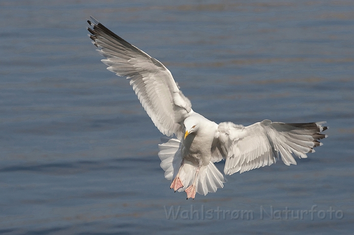 WAH009782.jpg - Sølvmåge (Herring Gull)