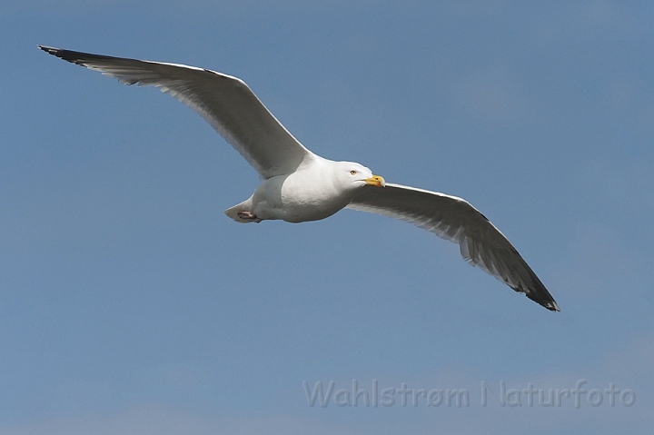 WAH009988.jpg - Sølvmåge (Herring Gull)