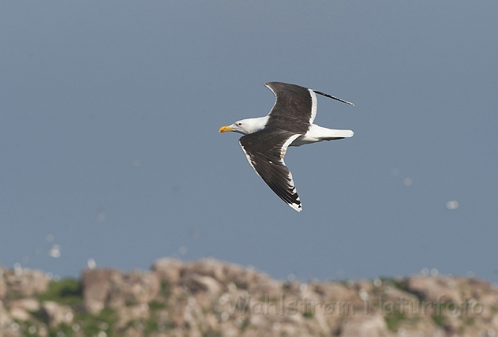 WAH010117.jpg - Svartbag (Great Black-backed Gull)