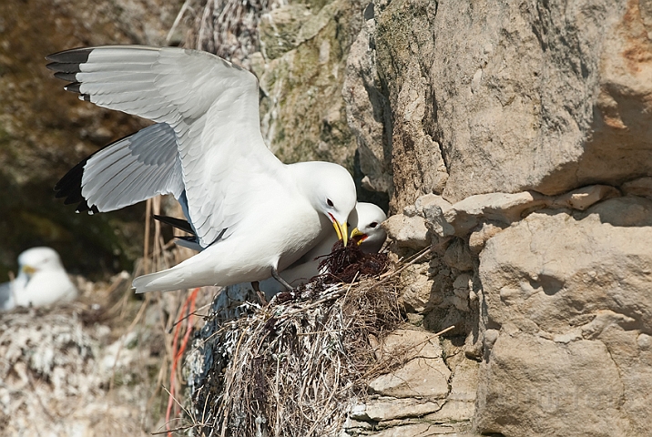 WAH013759.jpg - Rider (Kittiwakes)