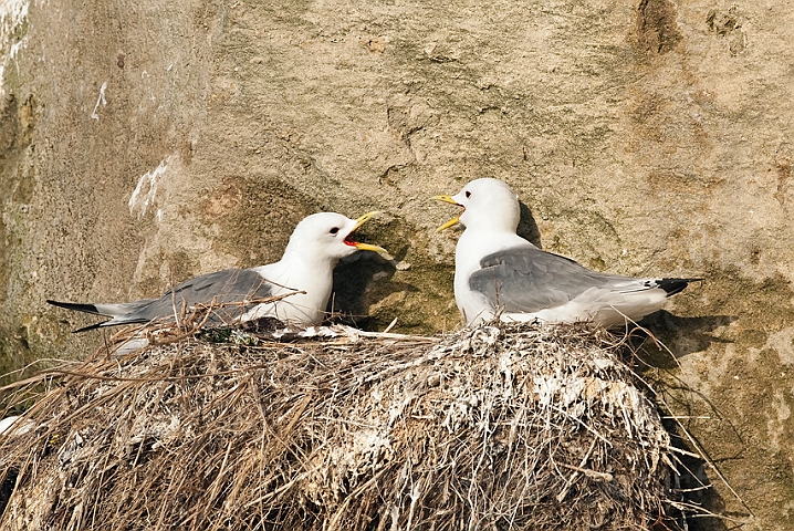 WAH013793.jpg - Rider (Kittiwakes)