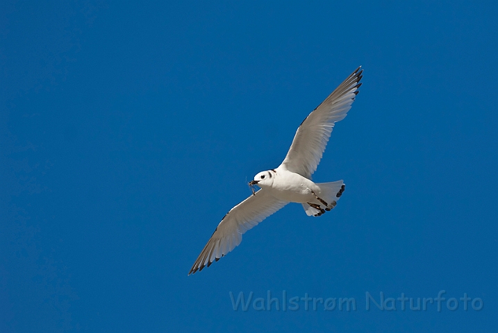 WAH013804.jpg - Ride, juvenil (Kittiwake, juv.)