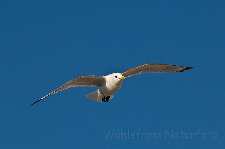 WAH013817.jpg - Ride (Kittiwake)