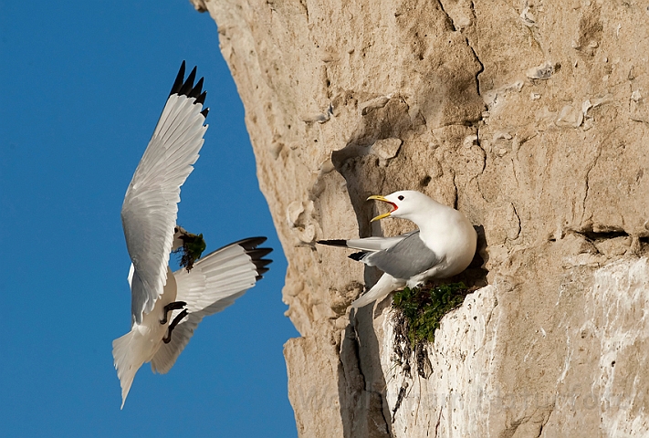 WAH013842.jpg - Rider (Kittiwakes)