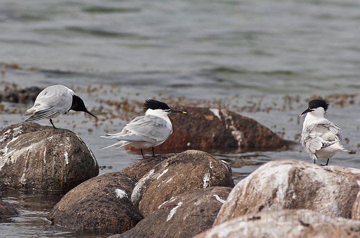 WAH013883.jpg - Splitterner (Sandwich Terns)