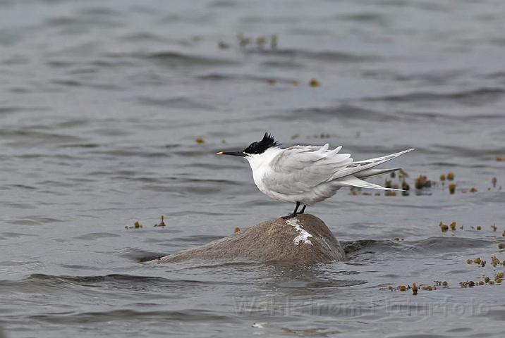 WAH013885.jpg - Splitterne (Sandwich Tern)