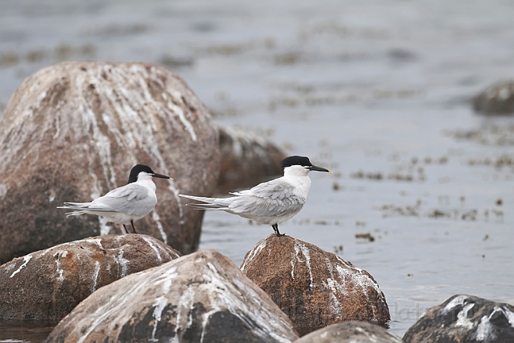 WAH013891.jpg - Splitterne (Sandwich Tern)