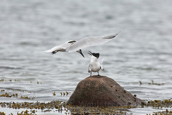 WAH013964.jpg - Splitterner (Sandwich Terns)