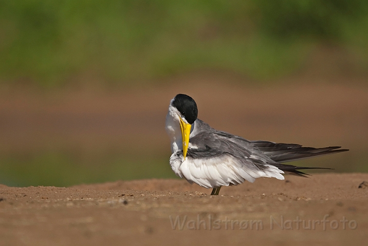 WAH019842.jpg - Tyknæbbet terne (Large-billed Tern)