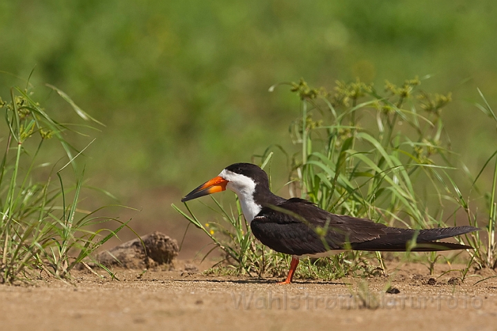 WAH019847.jpg - Saksnæb (Black Skimmer)