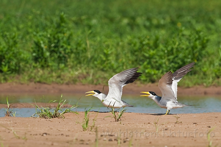 WAH019881.jpg - Tyknæbbede terner (Large-billed Terns)